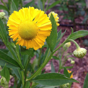 Butterpat Helenium