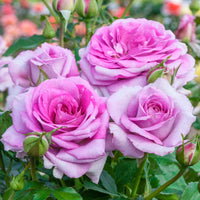 Violet's Pride Floribunda Rose