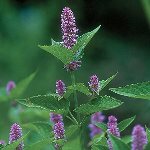 Anise Hyssop