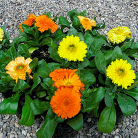 Calendula Bon Bon Mixed Color Flower Seeds