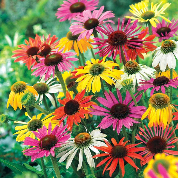 Breeder's Coneflower Mixture