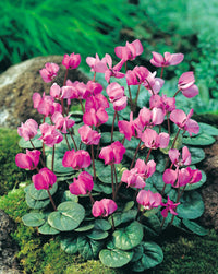 6 Months of Flowering Cyclamen Seeds