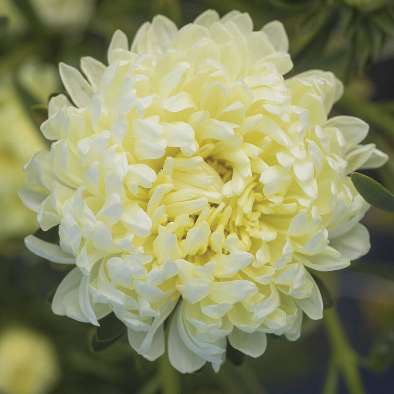 Tower Yellow – China Aster Seed