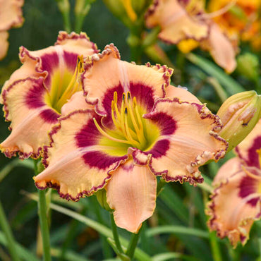 King of the Ages Reblooming Daylily