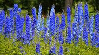 Delphinium Grandiflorum Flower Seeds Home Gardening Bonsai Garde