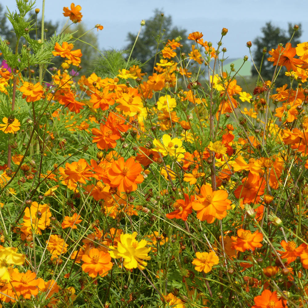 Bright Lights – Heirloom Cosmos Seed