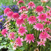 Pink Double Delight Coneflower