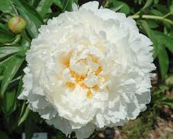 Bowl Of Cream Peony