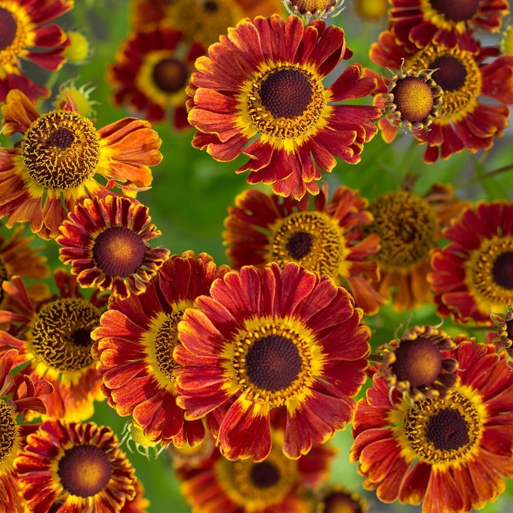 Fuego Helenium