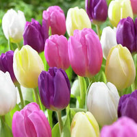 WOW! Pride Perennial Tulip Mixture Seeds