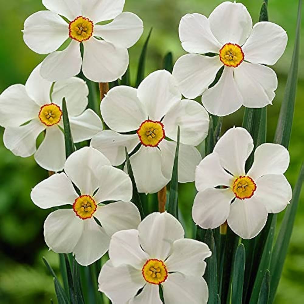 Actaea Daffodil Seeds