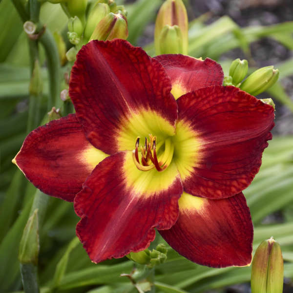 Mesmerizer Reblooming Daylily