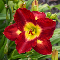 Mesmerizer Reblooming Daylily