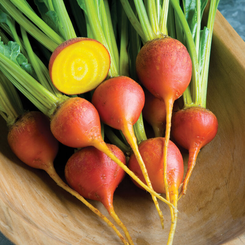 Touchstone Gold – Golden Beet Seeds