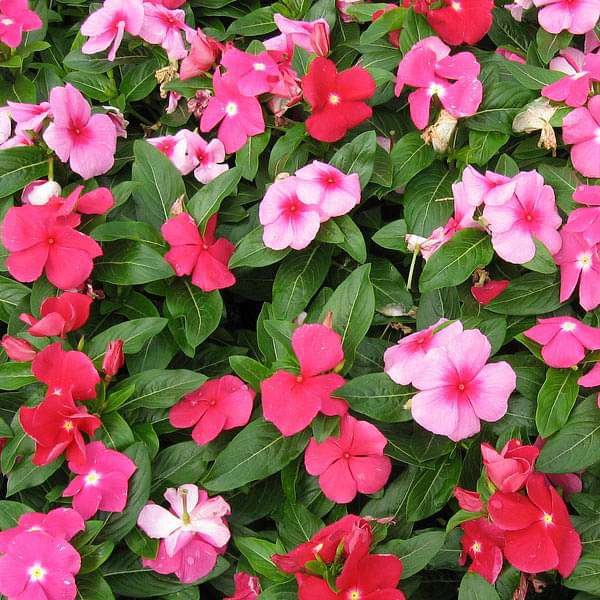 Set of 6 Best Vinca Flower Seeds, Beautiful and Hardy Vinca Flowers Seeds