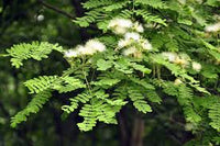 Albizia procera Siris Seeds