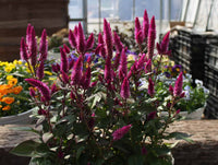 Celosia Asian Garden