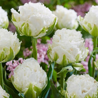 Whipped Cream Tulip Seeds