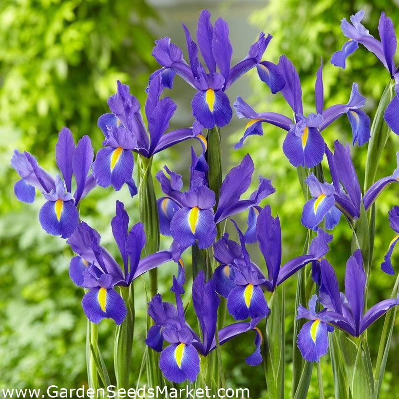 Blue Diamond Dutch Iris Seeds