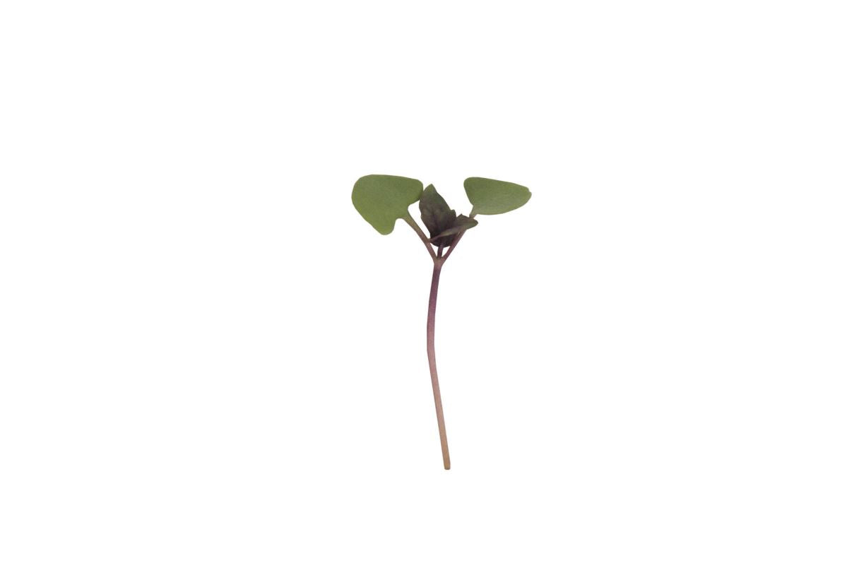 Basil, Bicolor – Organic Microgreen Seed