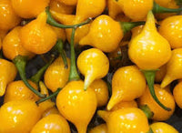 Biquinho Yellow – Piquillo Pepper Seed