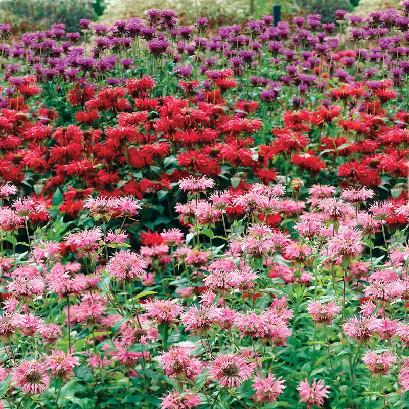 Bee Balm Mixture