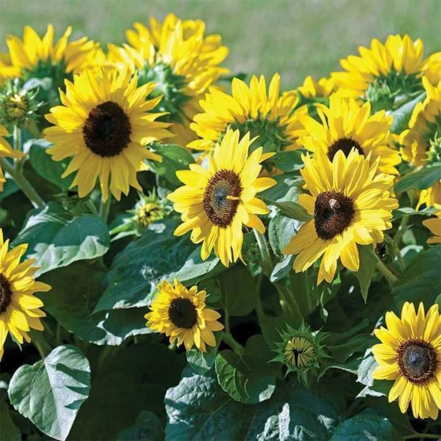 Miniature Sunflower Seeds