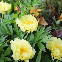 Bartzella Itoh Peony