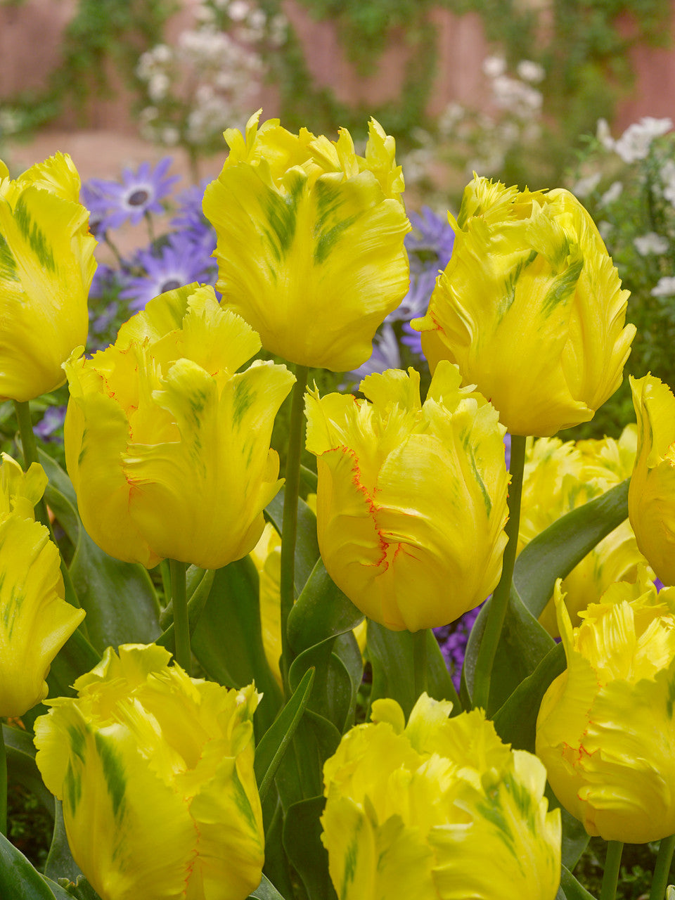 Texas Gold Tulip Seeds