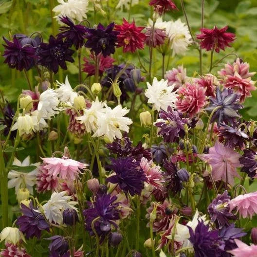 Barlow Mix – Columbine Seed