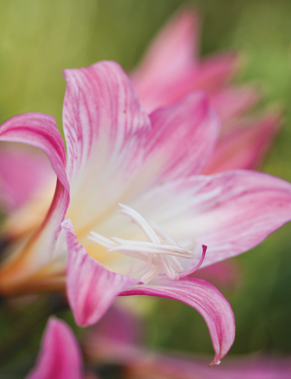 Belladonna Lily- Pink