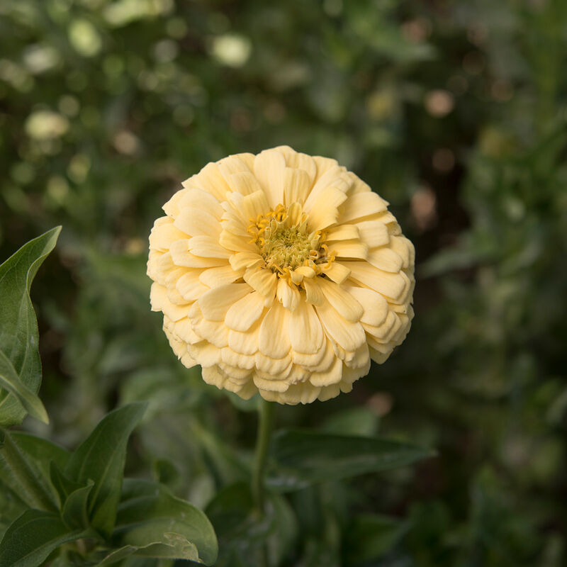 Giant Dahlia Flowered Creamy Yellow Zinnia