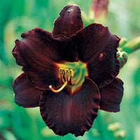 Black Ambrosia Reblooming Daylily