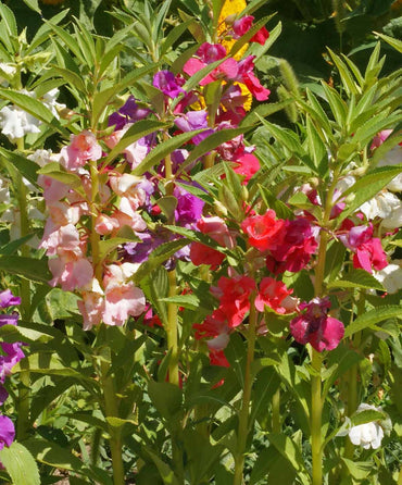 Balsam Tom Thumb Mixed Color Flower Seeds