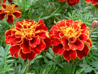 Marigold Jafri Seeds