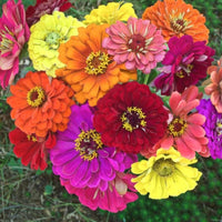 State Fair Mix – Zinnia Seed