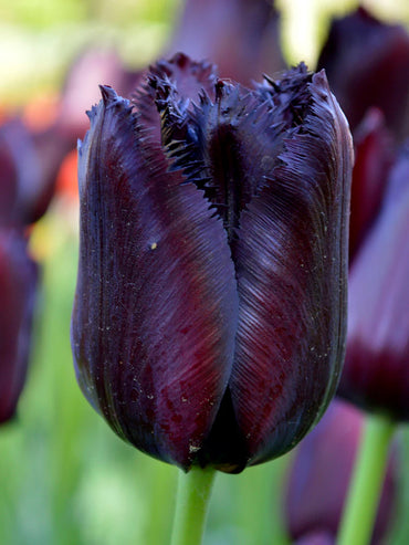 Vincent van Gogh Tulip Seeds