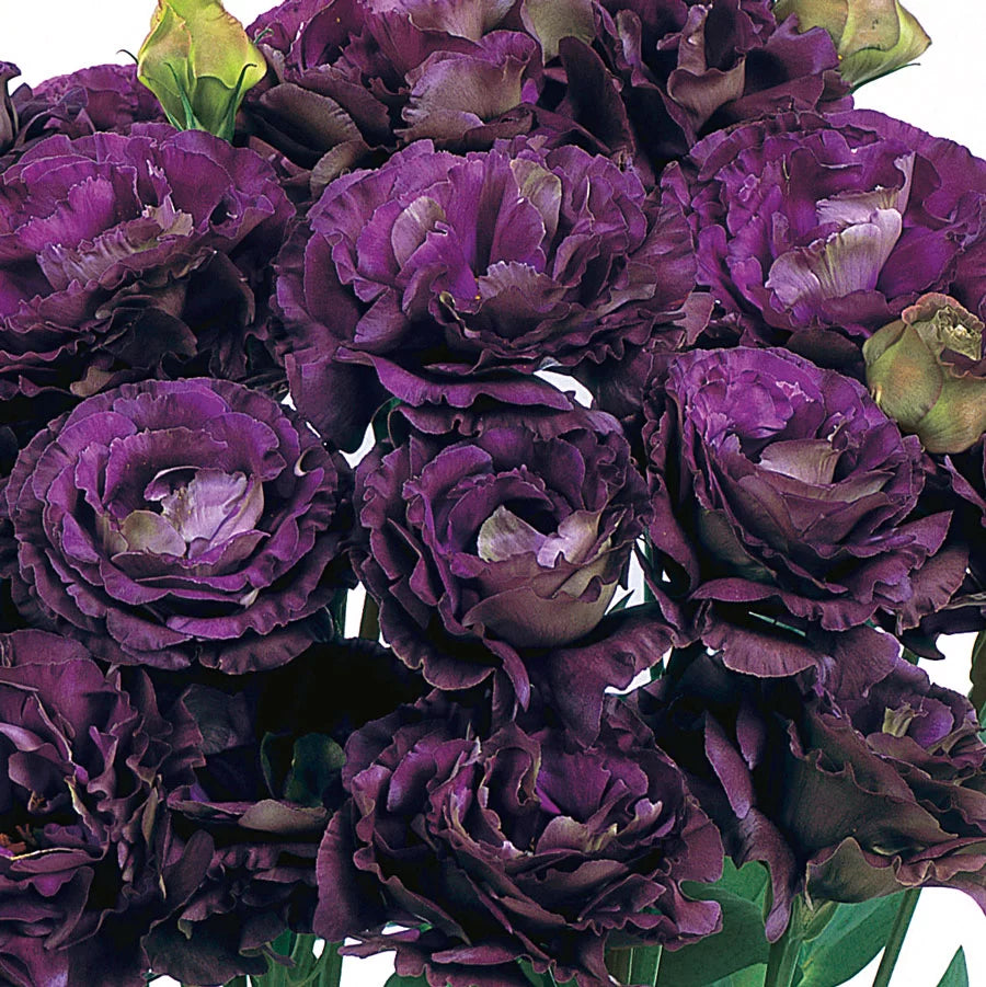 Rosanne Black Pearl Lisianthus