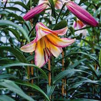 Beijing Moon Lily Tree Seeds