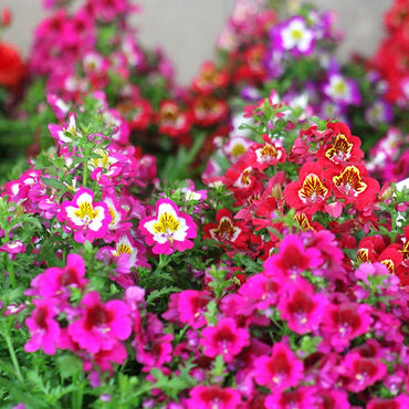 Schizanthus Angel Mixed Color Flower Seeds