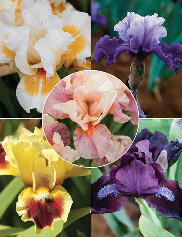 Breck's Dwarf Bearded Iris Collection