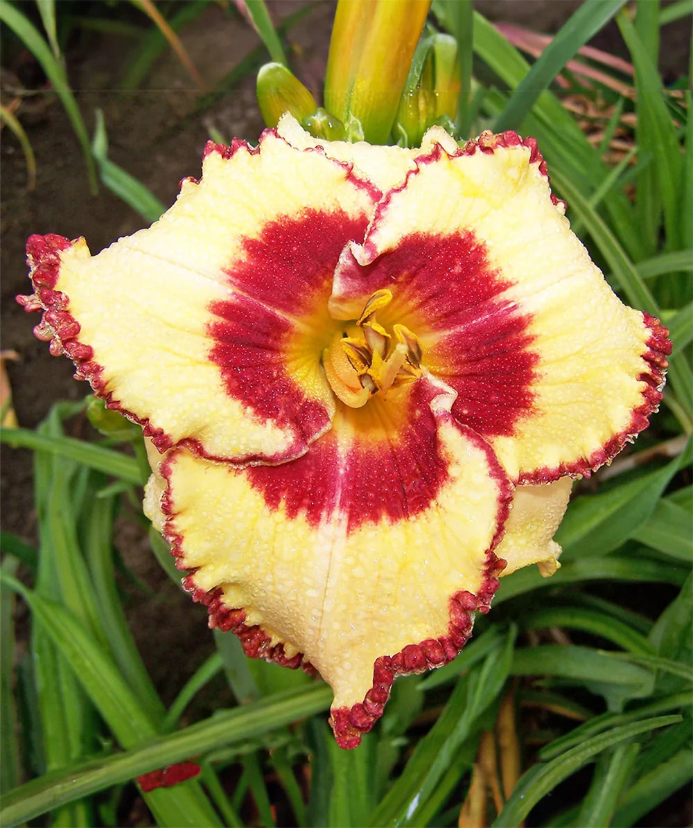 Whirling Rainbows Daylily