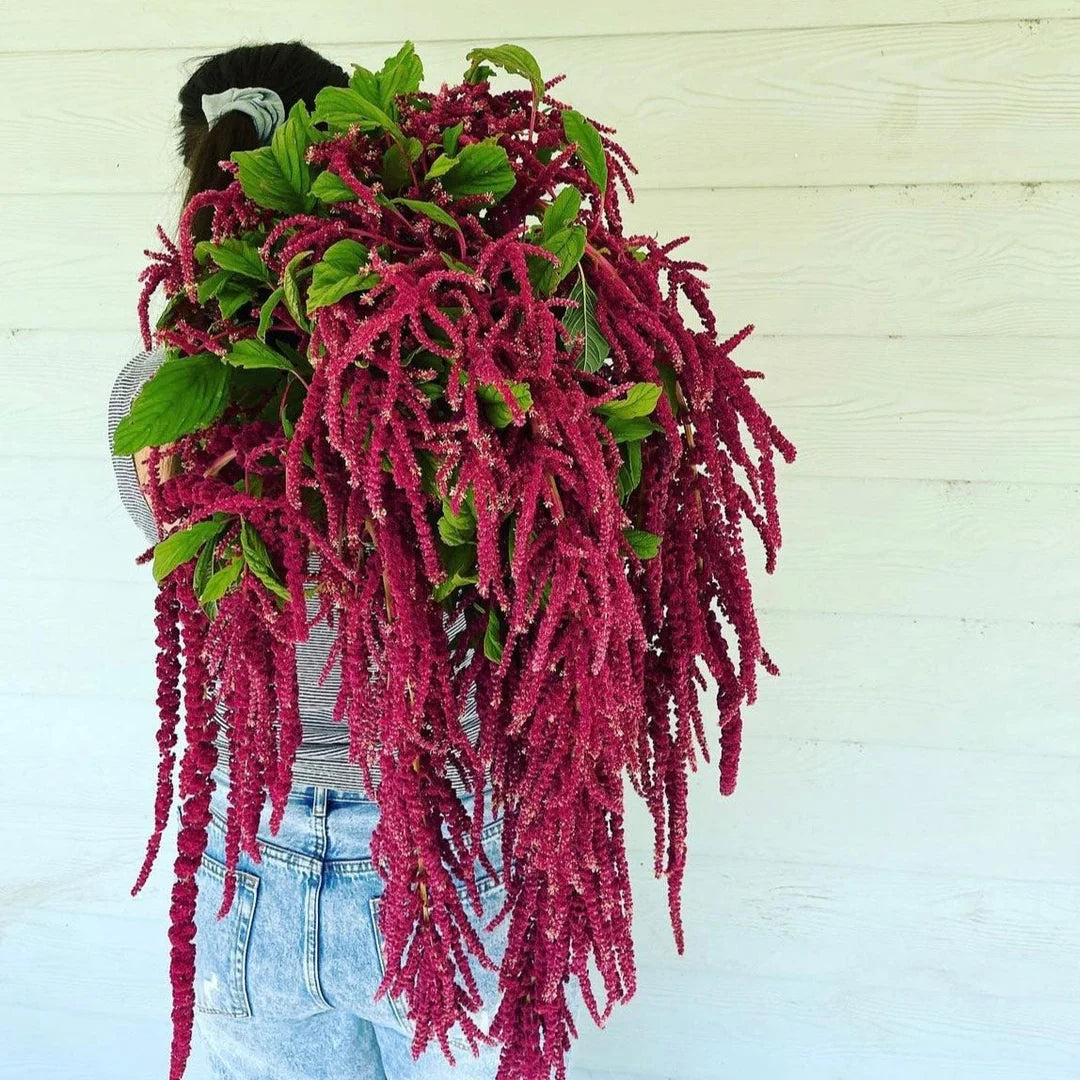 Amaranthus Cadatus Red Desi Flower Seeds