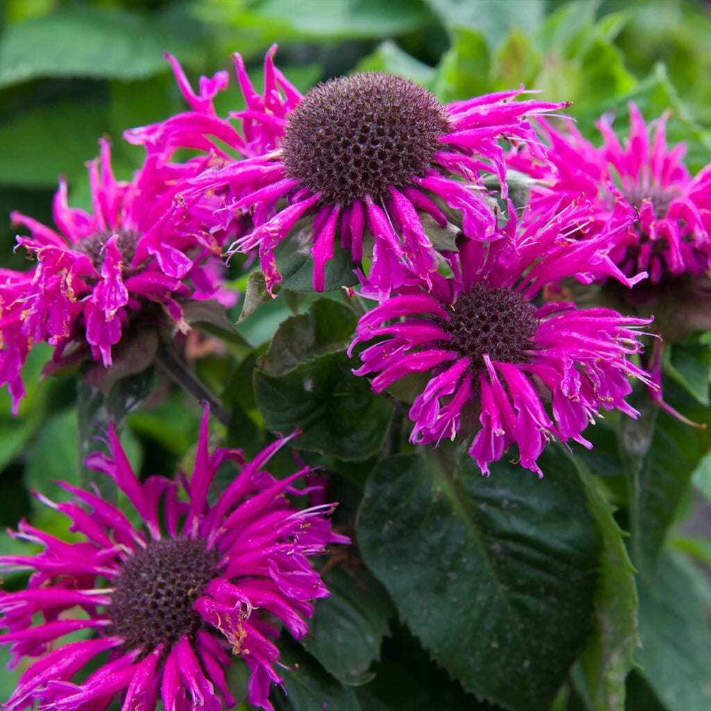 Bee-Free Bee Balm