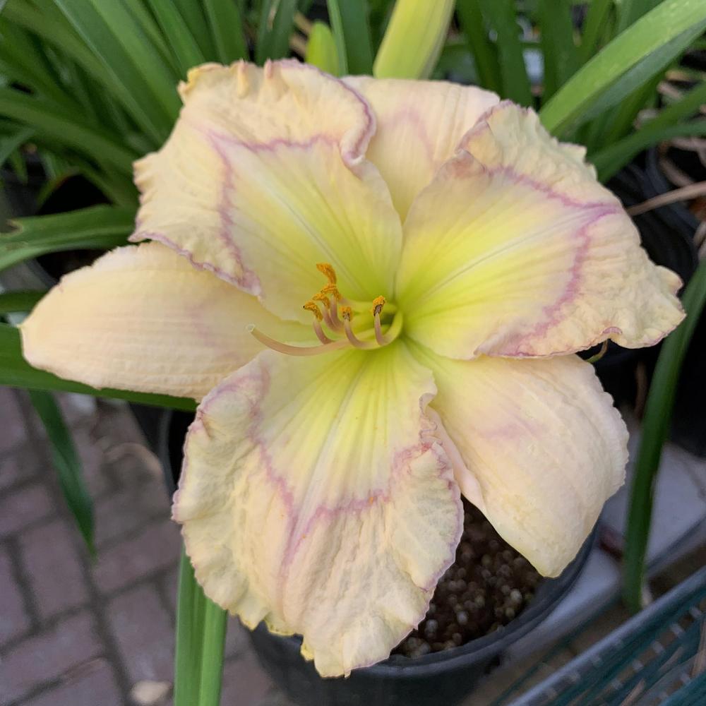 Subtle Nuance Reblooming Daylily