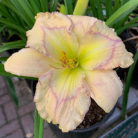 Subtle Nuance Reblooming Daylily