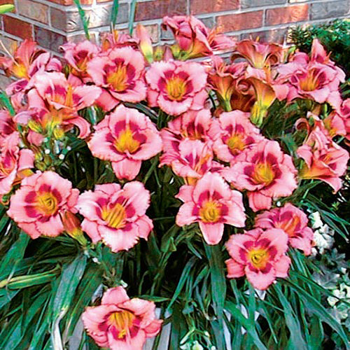 Strawberry Candy Dwarf Reblooming Daylily