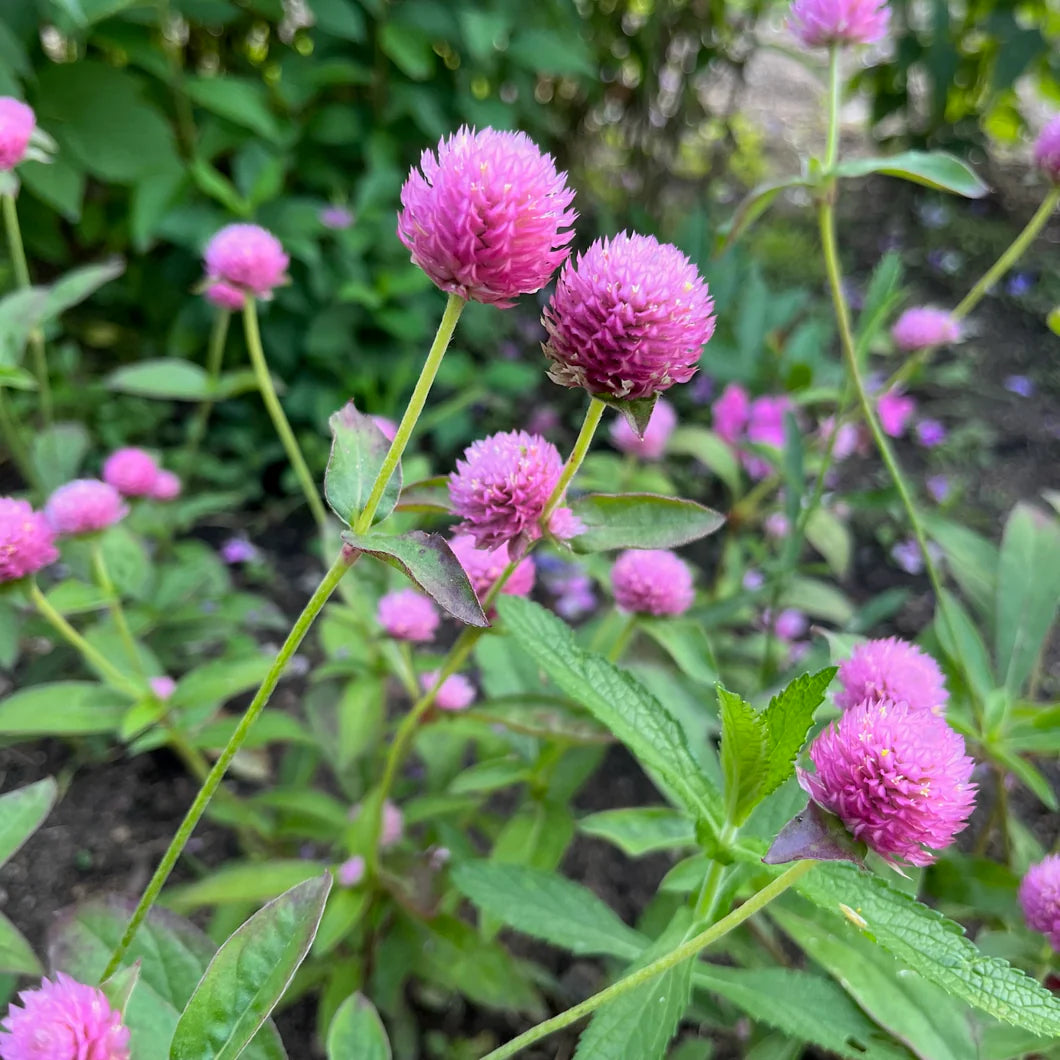 Raspberry Cream – Gomphrena Seed