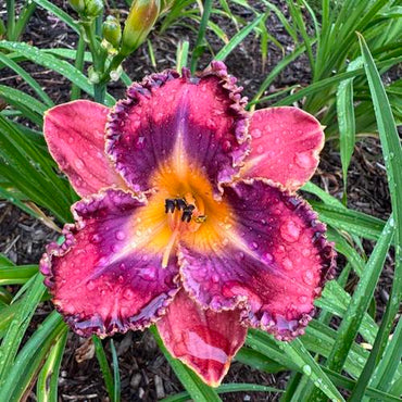 Total Spectrum Daylily