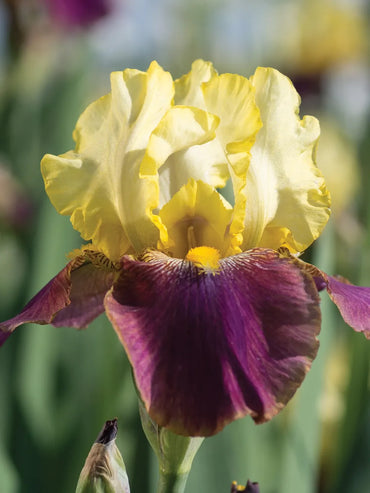 Blatant Reblooming Bearded Iris